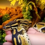 Imagem ilustrativa sobre piton guia completo pet